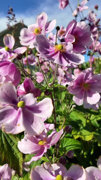 Micheldever Hampshire England UK. 01.10.2025. Video, Japanese Anemone plant in full bloom with soft pink single flowers in an English garden.