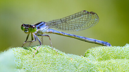 Macros of small insects and spiders