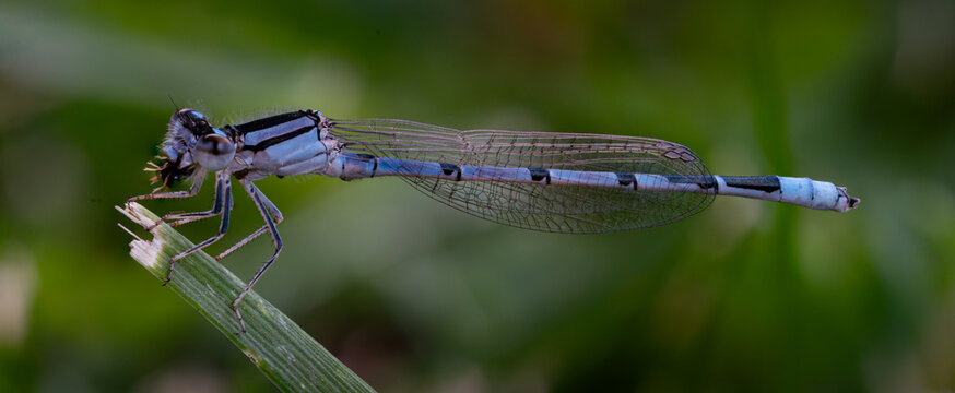 Macros of small insects and spiders