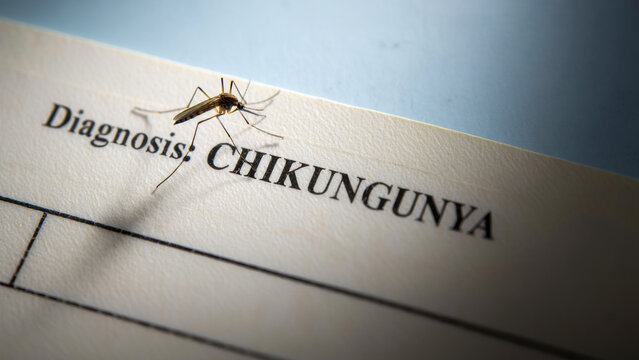 Mosquito on chikungunya diagnosis document, mosquito-borne disease, healthcare awareness, infectious diseases, public health, medical research, vector control, epidemic prevention, virus transmission