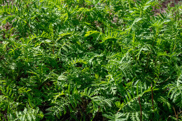 Tansy or Tanacetum vulgare perennial, herbaceous flowering plant in genus Tanacetum in aster family, native to temperate Europe and Asia