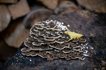 Various mushrooms grow on damp wood or logs or soil along a mossy stream in a ravine.