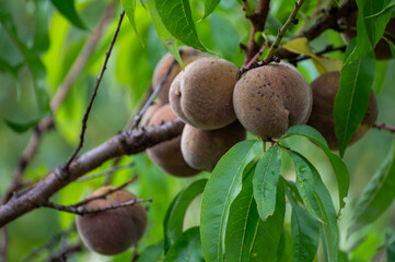 Red german wine peaches, harvest time in Calmont region on Moselle river valley, peaches trees growing on vineyards in Germany
