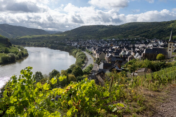 Vineyards, forests, harvest time in Calmont region with steepest vineyard in Europe on Moselle river valley, outdoor activities, hiking and klimbing in Germany, travel destination near Bremm