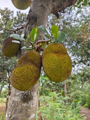 Fresh jackfruit hanging on tree in tropical green garden.