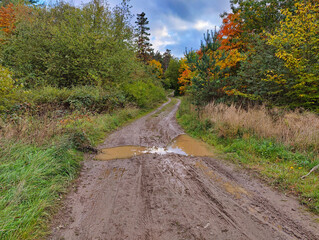 A dirt road in the middle of a grassy field with trees in the background