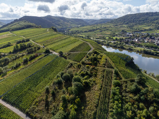 Vineyards, forests, harvest time in Calmont region with steepest vineyard in Europe on Moselle...