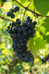 Vineyards with ripe blue Pinot noir Spatburgunder grapes, rows of plants, harvest time in Calmont wine making region with steepest vineyard in Europe on Moselle river valley, Germany