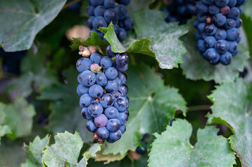 Vineyards with ripe blue Pinot noir Spatburgunder grapes, rows of plants, harvest time in Calmont...