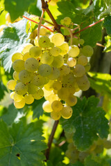 Ripe white riesling grapes on vineyards, harvest time in Calmont region with steepest vineyard in Europe on Moselle river valley, Bremm, Germany in sunny day in September