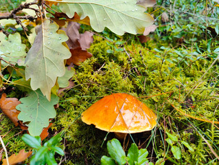 A small orange mushroom sitting on a moss covered ground