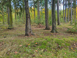 A forest filled with lots of tall trees in the woods