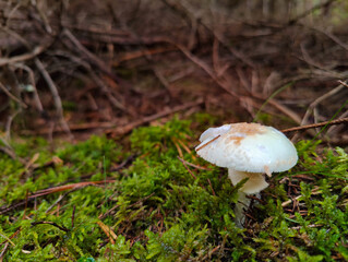 A small white mushroom sitting on a moss covered ground