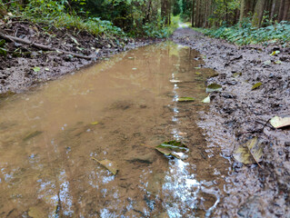 A muddy road in the middle of a forest filled with water