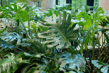 Monstera plant leaves background in business center. Modern indoor jungle interior design © artemstepanov