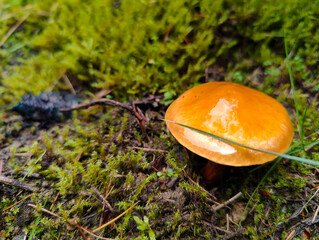 A small orange mushroom sitting on the ground in the grass