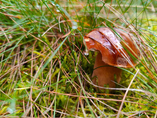 A small brown mushroom sitting in the grass in the woods