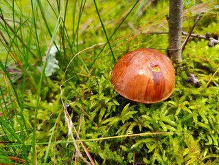 A small brown mushroom sitting on a moss covered ground