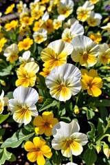Naklejka premium Vibrant white and yellow pansies in full bloom create a cheerful display in a lush flowerbed. Petals unfurl in the sunlight, showcasing a delightful mix of col, beautiful, blossoms, natural