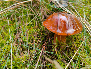 A small orange mushroom sitting in the grass