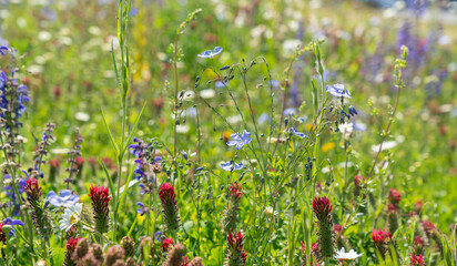 Wild flowers field. Wild flowers on spring meadow with blue flax, crimson clover, red poppy