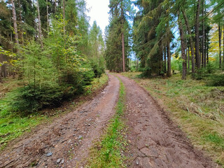 A dirt road in the middle of a forest