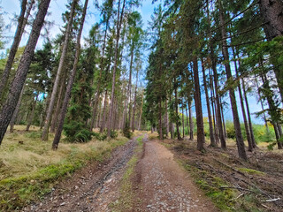A dirt road in the middle of a wooded area with tall pine trees