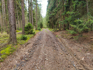 A dirt road in the middle of a forest