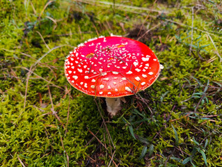 A red and white mushroom sitting on a moss covered ground