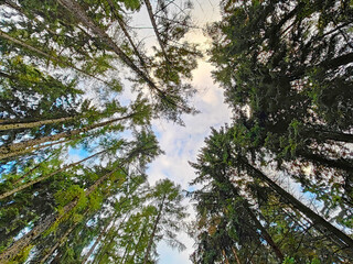 A view of the tops of tall trees in a forest