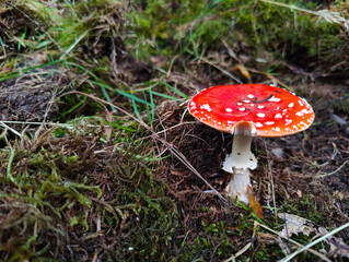 A red and white mushroom sitting on the ground in the woods