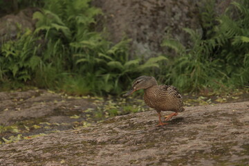 Wild duck walking on forest rock