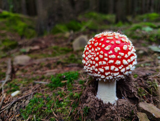 A red and white mushroom sitting on the ground in the woods