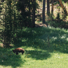yellowstone wildlife