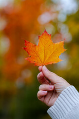 Female hand in white knitted sweater holding orange maple leaf on blurred background of colorful autumn forest