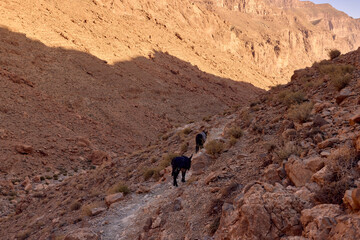 Two hikers trek uphill through the rocky paths of Todra Gorges in Morocco. The warm sun casts...