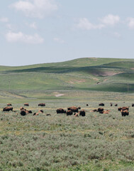 yellowstone wildlife
