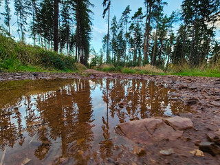 A puddle of water in the middle of a forest filled with trees