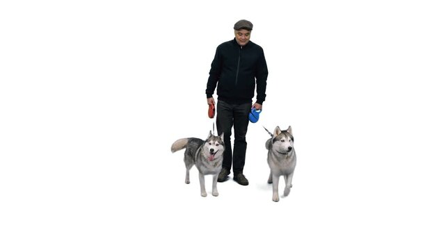 Middle adged asian man walks with two huskies dogs, Full HD footage with alpha transparency channel isolated on white background 