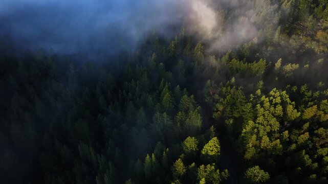 Aerial view of a dense forest meeting a thick layer of fog, creating a mystical contrast of light and shadow, Mill Valley, California, United States.