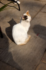 A calm white cat with orange and black patches sits in the sun, casting a shadow on a stone pathway. This peaceful moment captures the relaxed atmosphere of Morocco's outdoor spaces
