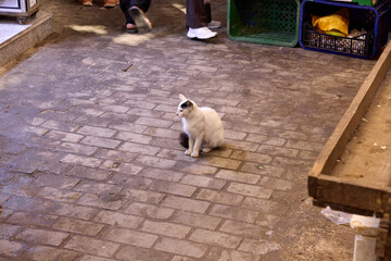 A white and gray cat sits calmly on a cobblestone path in a lively Moroccan market. People walk by, creating a vibrant atmosphere filled with local goods and commerce