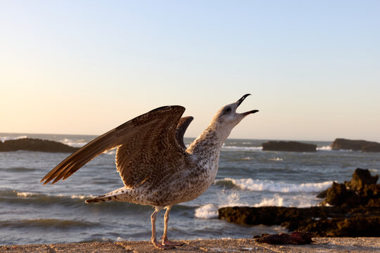 A seagull sits on a rocky ledge by the sea in Essaouira, Morocco, squawking as the sun sets behind the horizon, creating a beautiful golden light