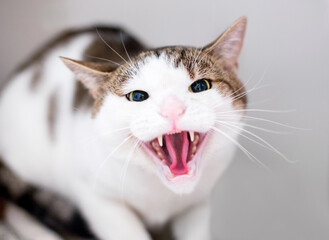An angry shorthair cat hissing