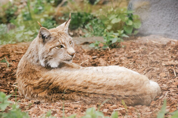 Eurasian lynx resting on ground in zoo habitat
