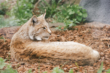 Eurasian lynx resting on ground in zoo habitat