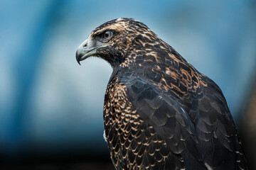 Amor por el entorno © Jasbleidy