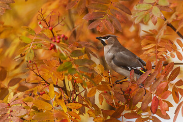 bohemian waxwing Bombycilla garrulus feeding among orange autumn leaves