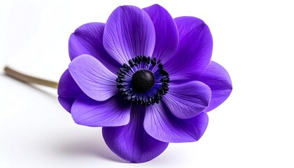Vibrant purple anemone on white background