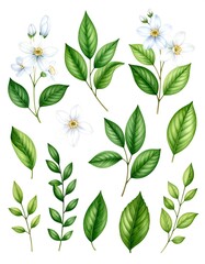 Watercolor floral elements